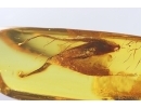 Nice 15mm  Leaf. Fossil inclusion in Baltic amber #12843