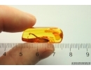 Nice 15mm  Leaf. Fossil inclusion in Baltic amber #12843