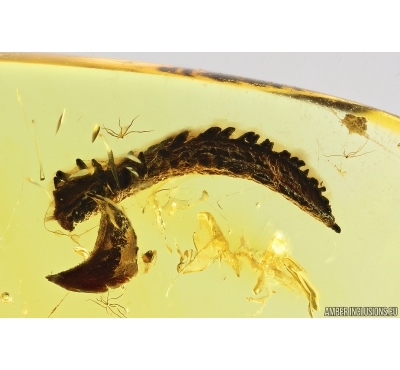 Nice Rare Leaf. Fossil inclusion in Baltic amber #12844
