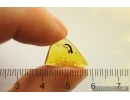 Nice Rare Leaf. Fossil inclusion in Baltic amber #12844