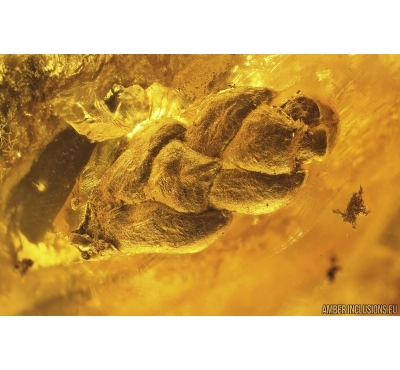 Thuja and Beetle. Fossil inclusions Baltic amber #12845