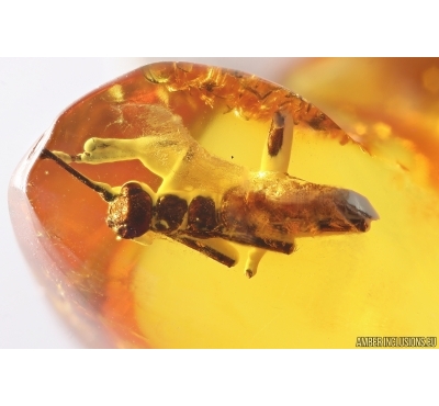 Walking stick Phasmatodea. Fossil inclusion in Baltic amber #12846