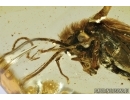 Nice Caddisfly Trichoptera. Fossil insect in Baltic amber #12857