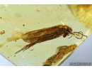 Nice Caddisfly Trichoptera. Fossil insect in Baltic amber #12857