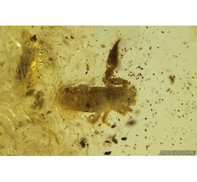 Pseudoscorpion. Fossil inclusion in Baltic amber stone #12874