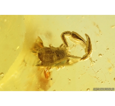 Nice Pseudoscorpion. Fossil inclusion in Baltic amber stone #12875