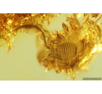 Nice Pseudoscorpion. Fossil inclusion in Baltic amber stone #12876