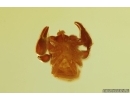 Very Nice Pseudoscorpion. Fossil inclusion in Baltic amber stone #12877