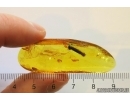 Nice Rare Leaf 11mm with Mites Acari. Fossil inclusions Baltic amber #12878