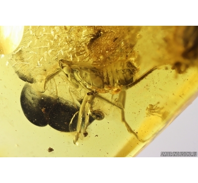 Two Big Bristletails Machilidae and Planthopper Fulgoromorpha. Fossil inclusions Ukrainian Rovno amber #12880R