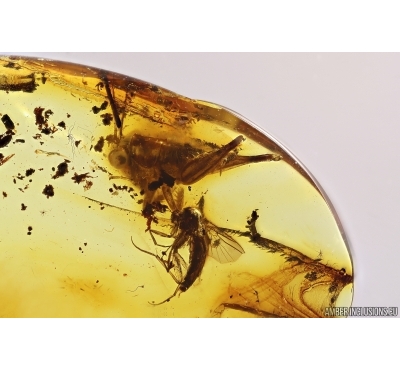 Cricket Orthoptera and More. Fossil insects in Baltic amber #12881