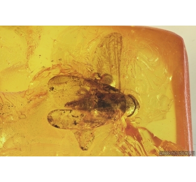 Leafhopper Cicadellidae. Fossil inclusion in Baltic amber #12890