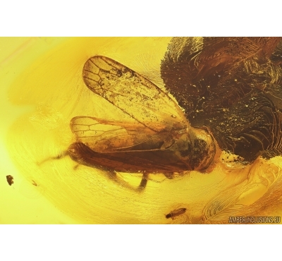 Leafhopper Cicadellidae. Fossil inclusion in Baltic amber #12891