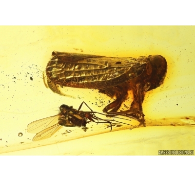 Rare Planthopper Fulgoromorpha Issidae and More. Fossil inclusions Baltic amber #12892