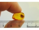 Planthopper Fulgoromorpha Cixiidae Fossil inclusion Baltic amber #12894