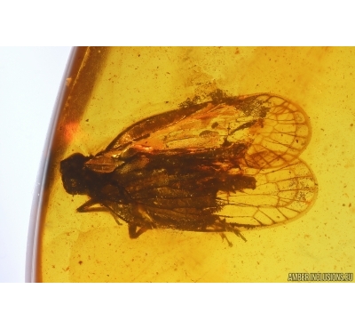 Planthopper Fulgoromorpha Cixiidae and More. Fossil inclusions Baltic amber #12895