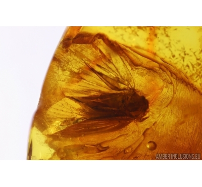 Planthopper Fulgoromorpha Achilidae. Fossil inclusion in Baltic amber #12896