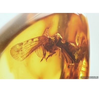 Planthopper Fulgoromorpha Achilidae. Fossil inclusion Baltic amber #12897