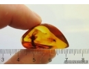 Planthopper Fulgoromorpha Achilidae. Fossil inclusion Baltic amber #12897
