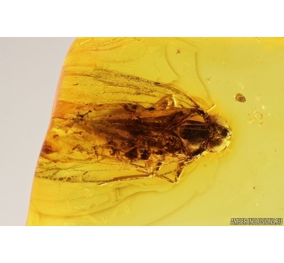 Planthopper Fulgoromorpha Cixiidae. Fossil inclusion Baltic amber #12898