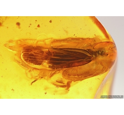 Big 12mm Planthopper Fulgoromorpha Achilidae. Fossil inclusion Baltic amber #12899