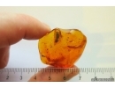 Big 12mm Planthopper Fulgoromorpha Achilidae. Fossil inclusion Baltic amber #12899