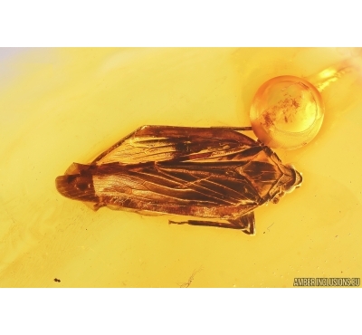 Planthopper Fulgoromorpha Achilidae. Fossil inclusion Baltic amber #12900