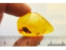 Planthopper Fulgoromorpha Achilidae. Fossil inclusion Baltic amber #12900