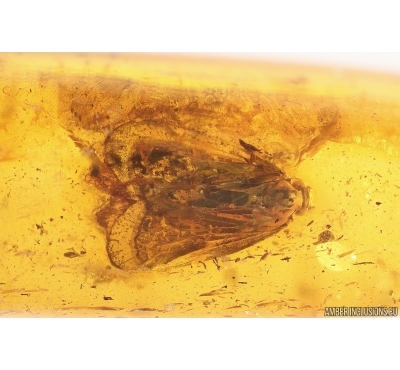 Planthopper Fulgoromorpha Cixiidae Bothriocerinae. Fossil inclusion Baltic amber #12901