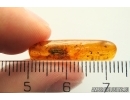 Planthopper Fulgoromorpha Cixiidae Bothriocerinae. Fossil inclusion Baltic amber #12901