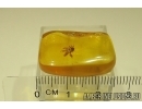 Rare Honey Bee Apoidea. Fossil insect in Baltic amber #12949