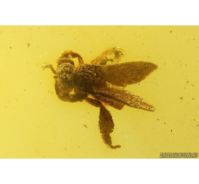 Rare Honey Bee Apoidea. Fossil insect in Baltic amber #12949
