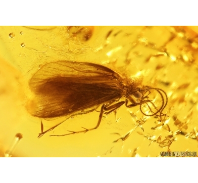 Nice Caddisfly Trichoptera. Fossil insect in Baltic amber #12952