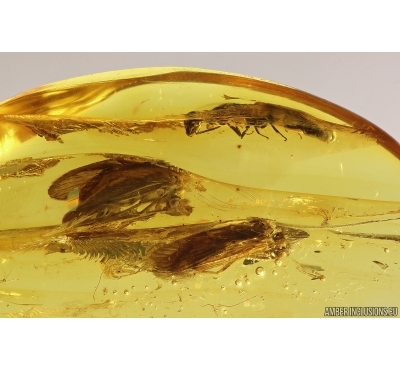 Two Caddisflies Trichoptera and Wasp Hymenoptera Fossil inclusions Baltic amber #12953