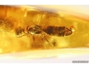 Two Caddisflies Trichoptera and Wasp Hymenoptera Fossil inclusions Baltic amber #12953