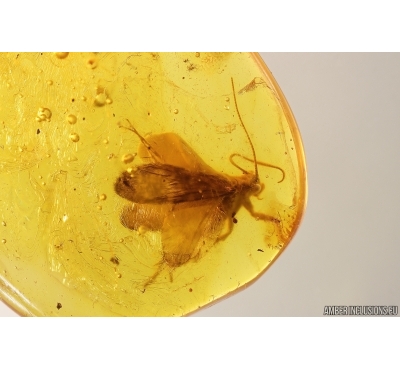 Nice Caddisfly Trichoptera. Fossil insect Baltic amber #12954