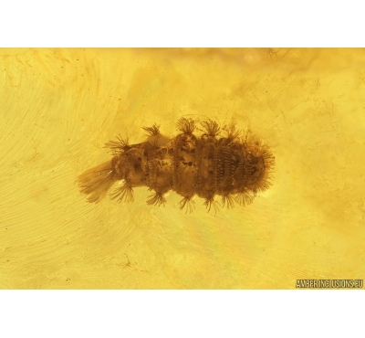 Two Millipedes Polyxenidae, Ant and Aphid. Fossil inclusions in Baltic amber #12956