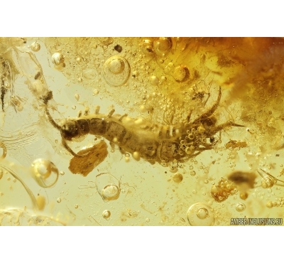 Centipede Lithobiidae. Fossil insect in Baltic amber #12957