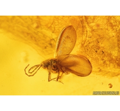 Nice Coccid Coccoidea. Fossil insect in Baltic amber #13000
