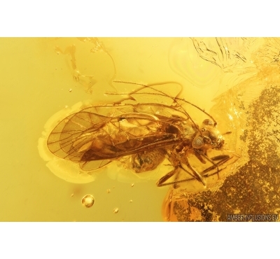 Nice Psocid Psocoptera. Fossil insect Baltic amber #13001