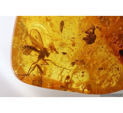 Flower, Fungus gnat, Wasp & More. Fossil inclusions Baltic amber #13002