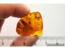 Flower, Fungus gnat, Wasp & More. Fossil inclusions Baltic amber #13002