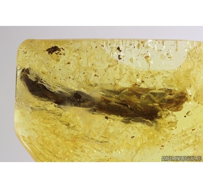 Thuja. Fossil inclusions in Baltic amber #13003