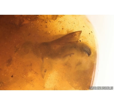 Rare Honey Bee Apoidea. Fossil insect in Baltic amber #13006