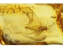 Mayfly, Ephemeroptera: Paraleptophlebia. Fossil insect in Baltic amber stone #13010