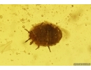 Nice Mite Acari and More. Fossil inclusions in Baltic amber #13020