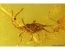 Nice Mite Acari and More. Fossil inclusions in Baltic amber #13020