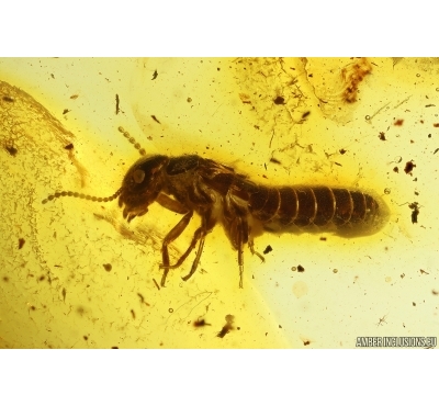 Termite Isoptera. Fossil inclusion in Baltic amber #13021