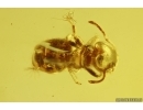 Ant Hymenoptera and Coprolites. Fossil inclusions Baltic amber #13022