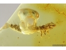 Rare Beetle Larva Coleoptera: ?Chrysomelidae. Fossil inclusion Baltic amber #13029